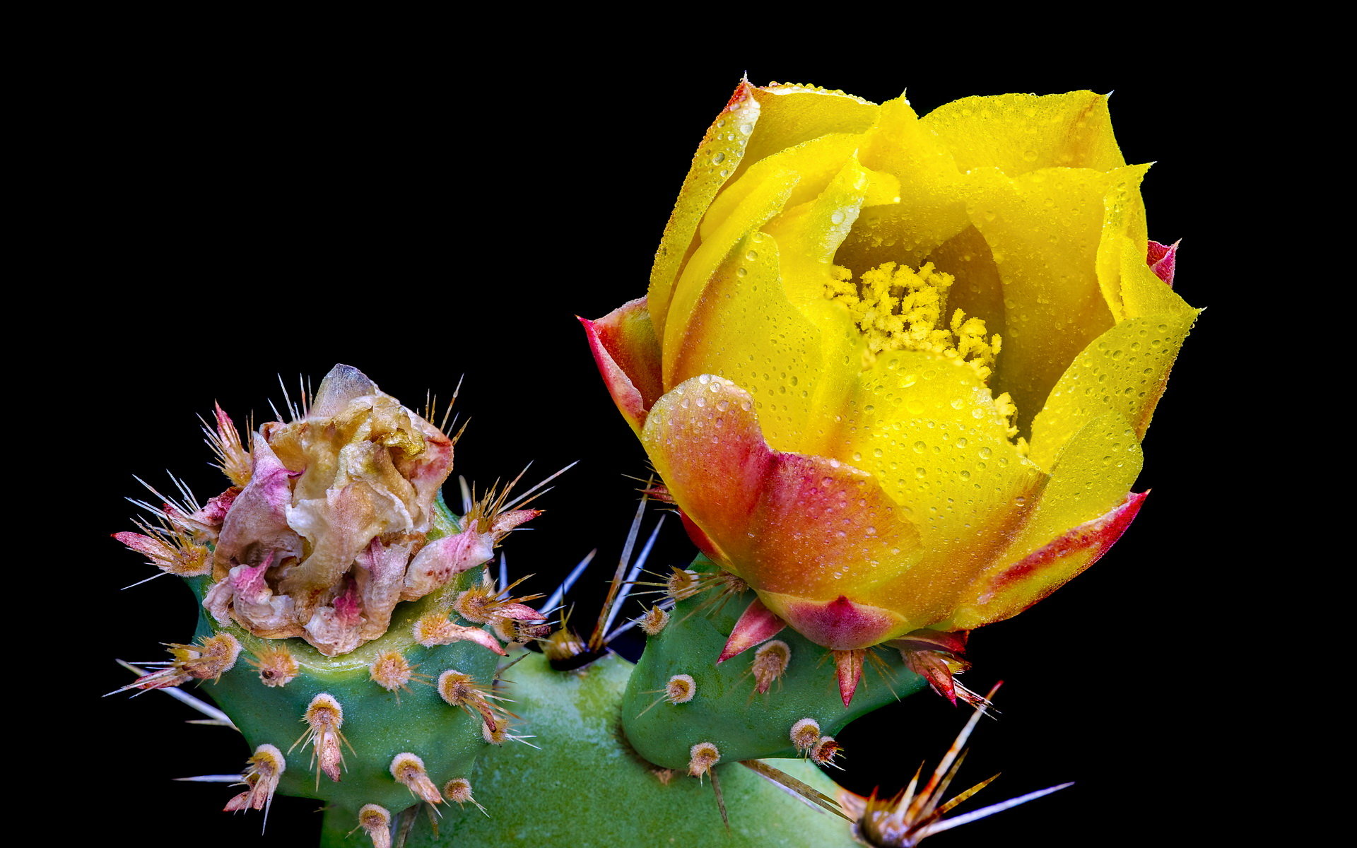 Download hd 1920x1200 Cactus PC wallpaper ID:408619 for free