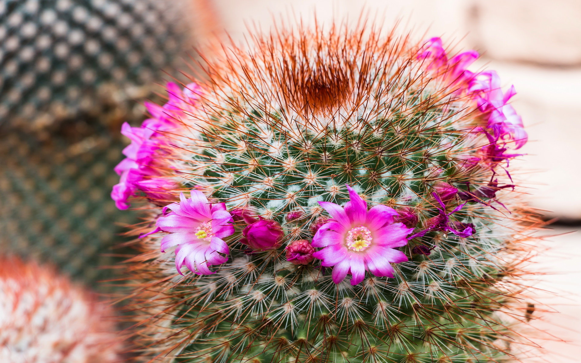 Awesome Cactus free wallpaper ID:408621 for hd 1920x1200 PC