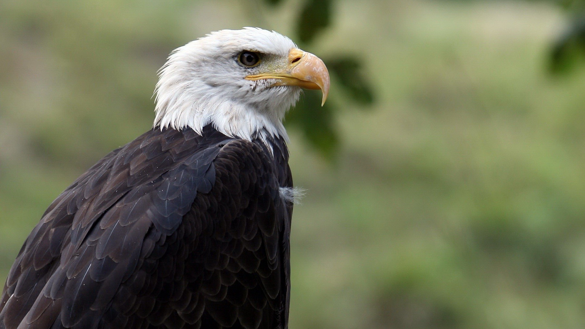 Free American Bald Eagle high quality background ID:68801 for hd 1080p desktop