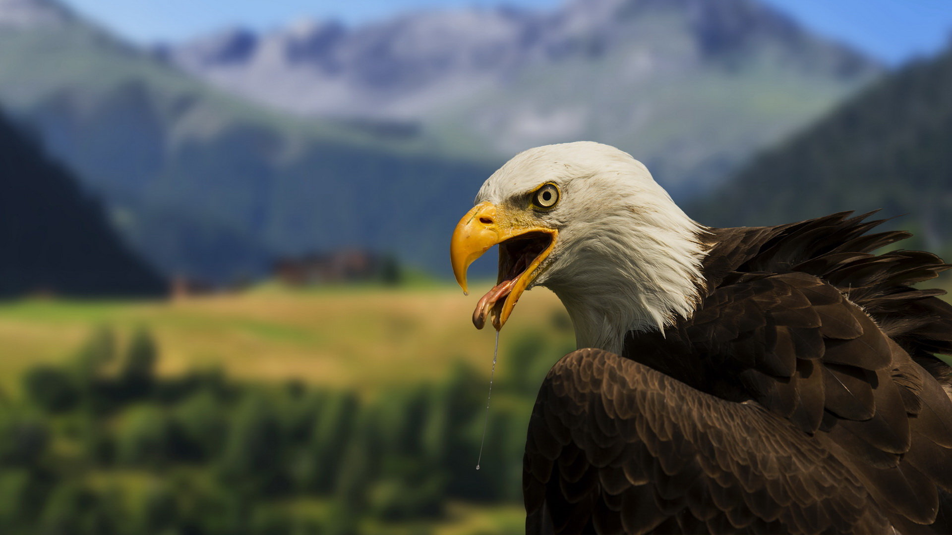 Free American Bald Eagle high quality wallpaper ID:68800 for full hd computer