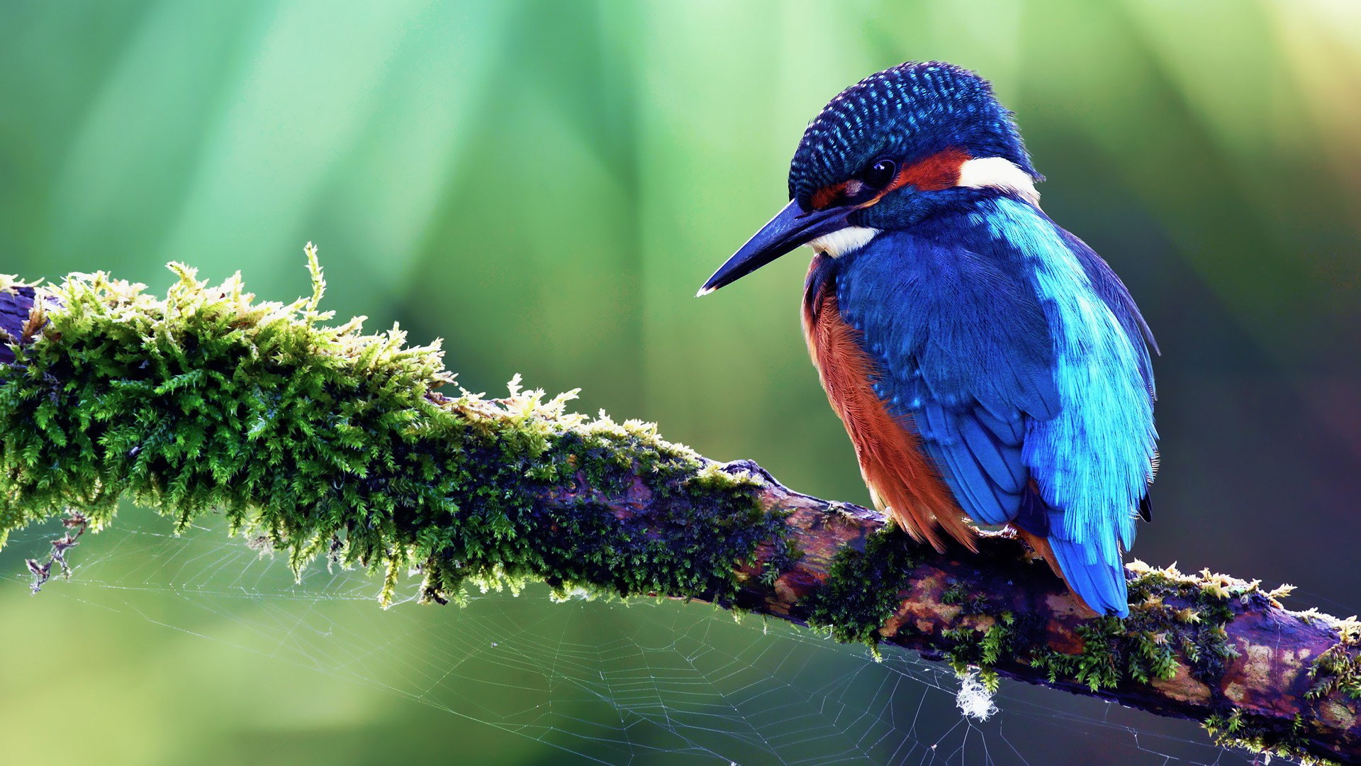 High resolution Kingfisher full hd background ID:311339 for PC