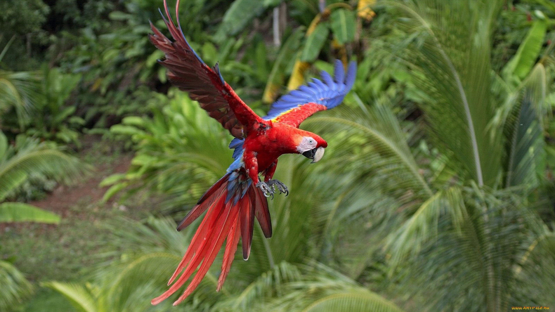 Free Macaw high quality background ID:46349 for full hd PC