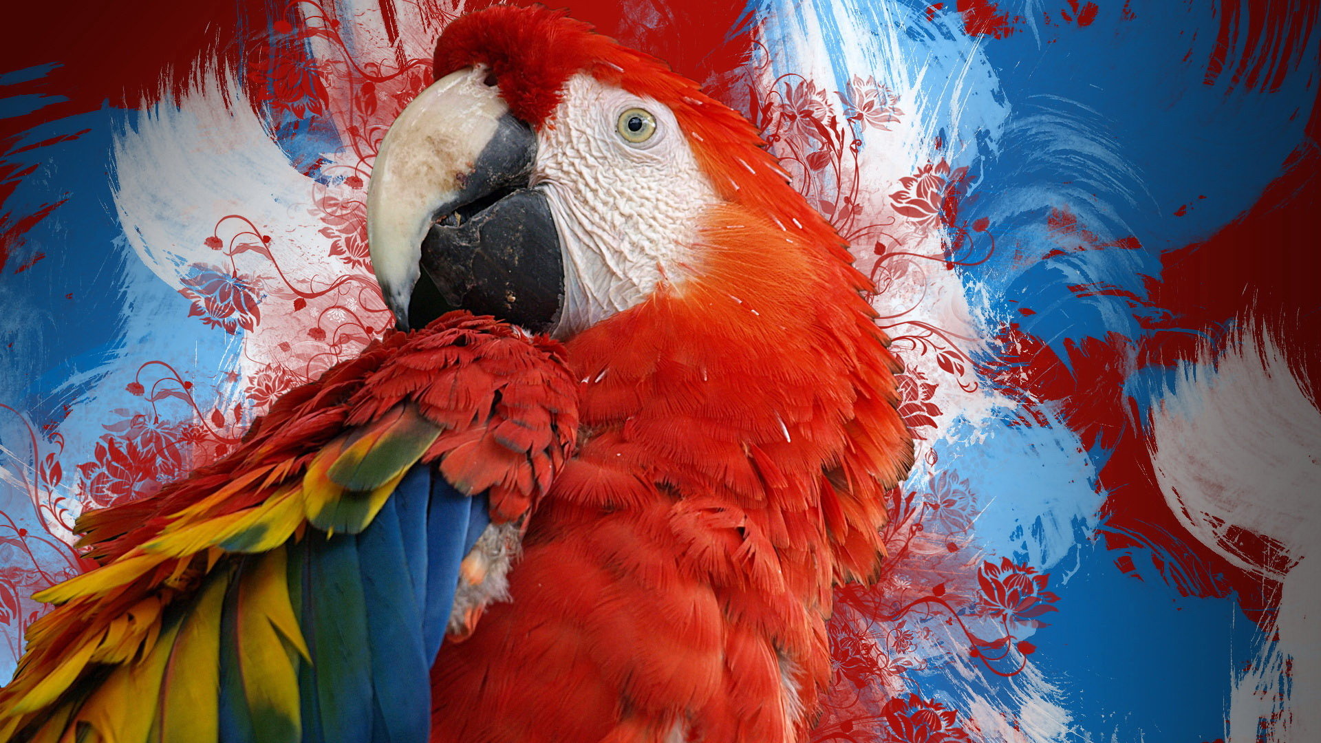 Best Macaw wallpaper ID:46396 for High Resolution full hd PC