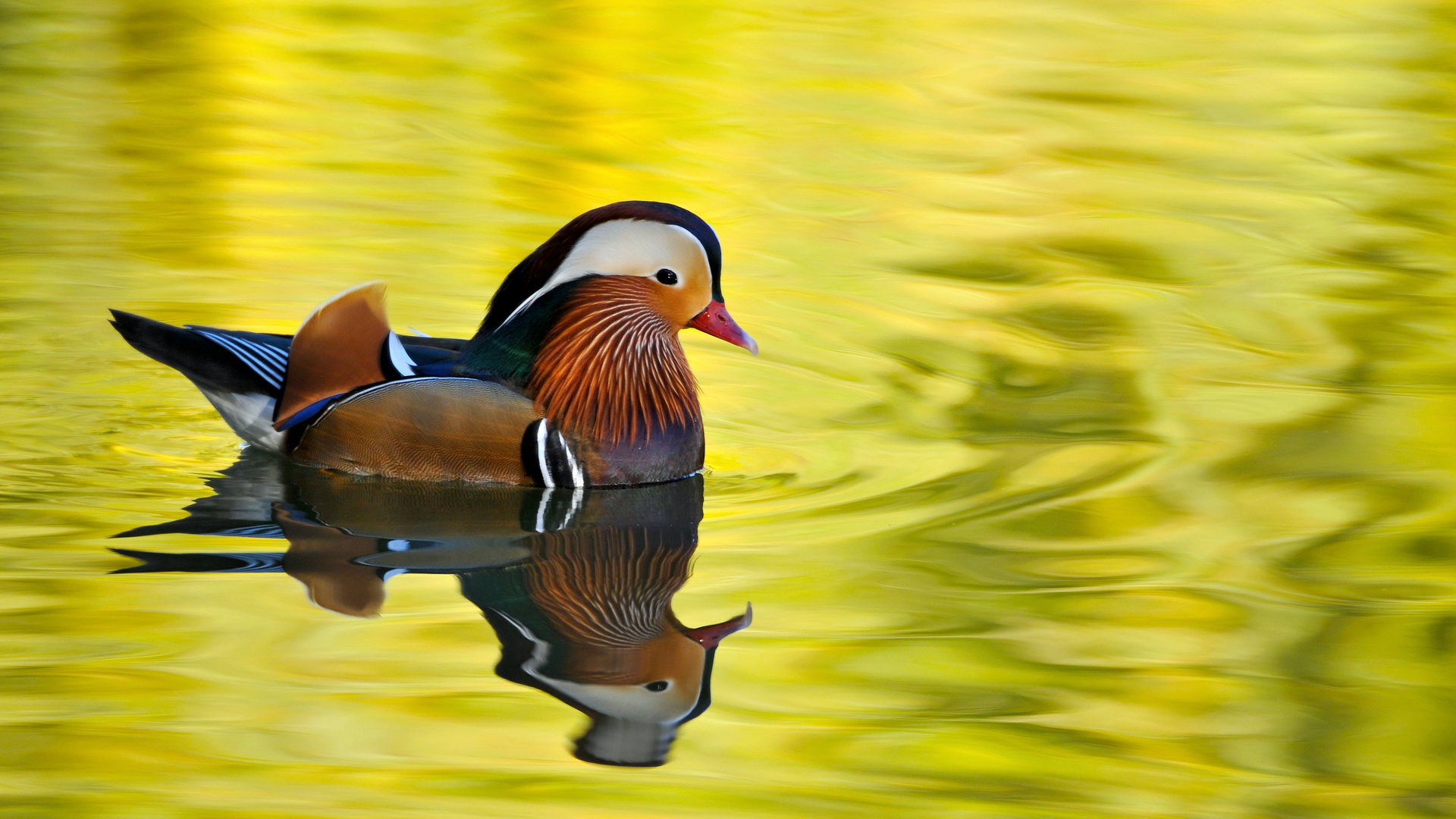 Awesome Mandarin Duck free background ID:100781 for full hd 1080p computer