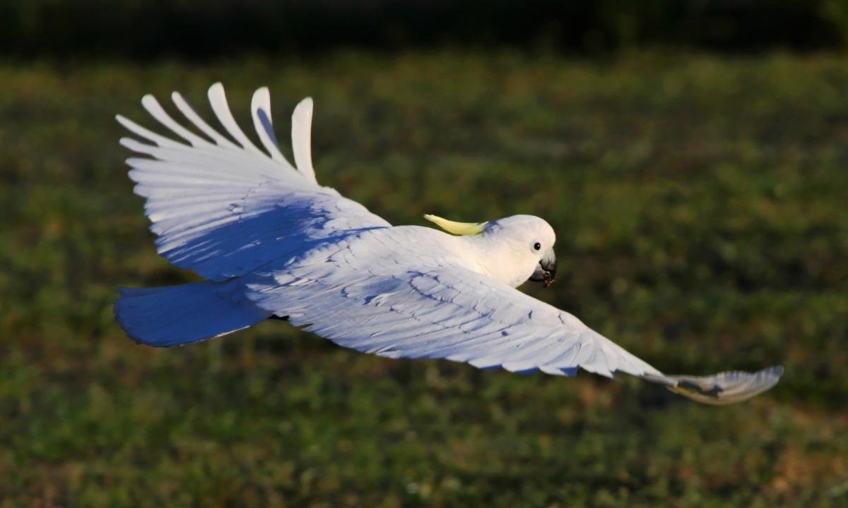 Free download Sulphur-crested Cockatoo wallpaper ID:130245 hd 1200x720 for computer