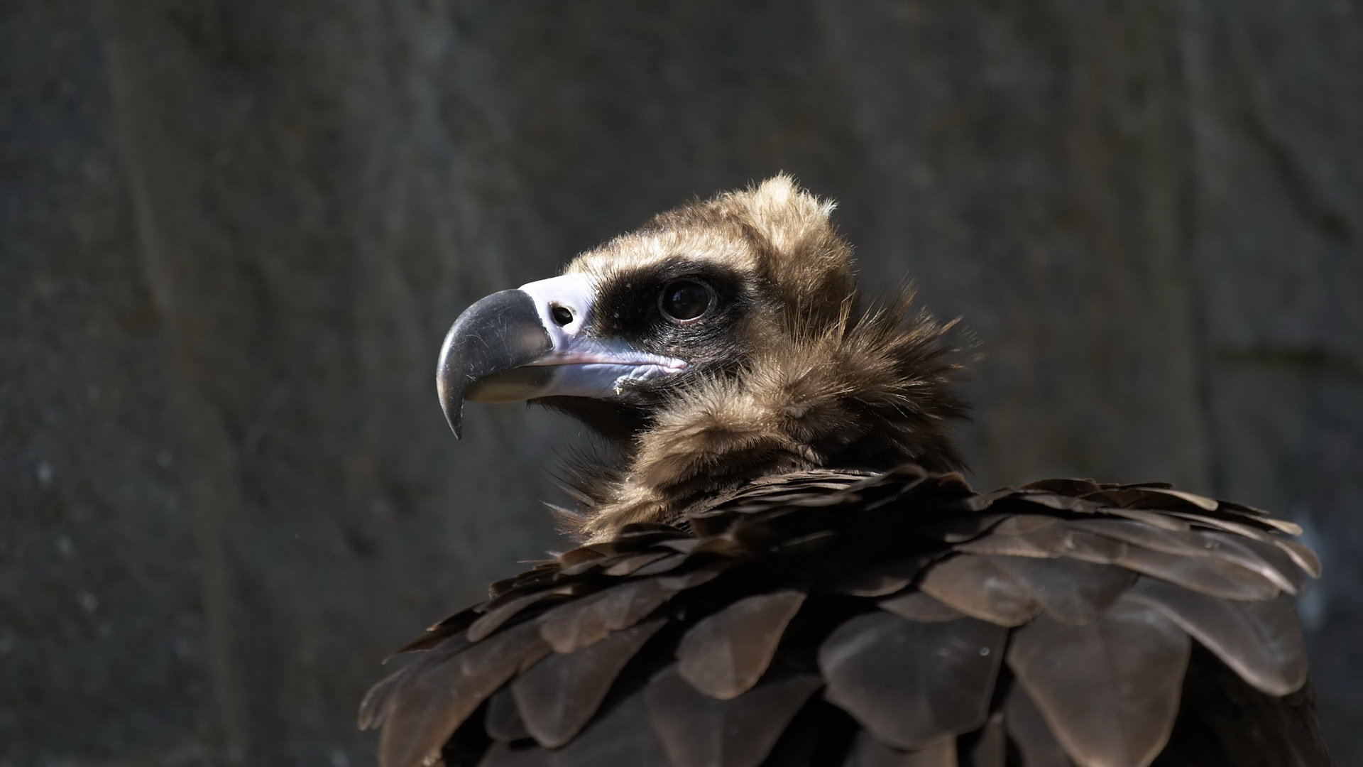 Awesome Vulture free background ID:82931 for hd 1080p PC
