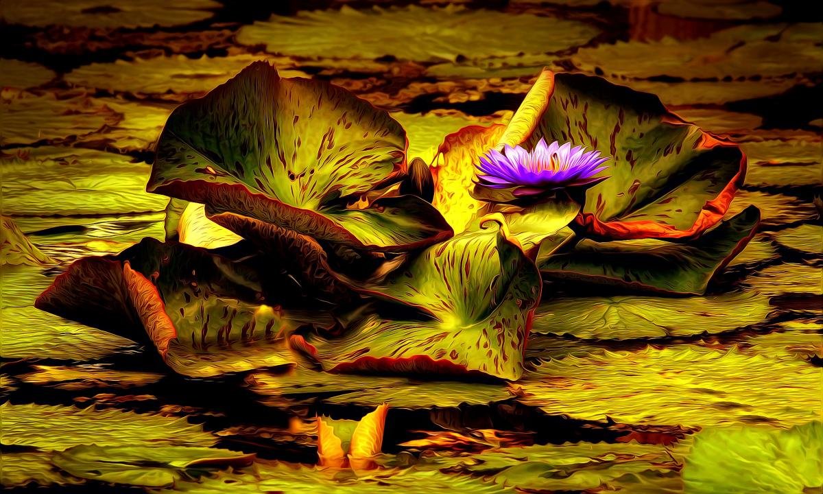 Best Water Lily wallpaper ID:366197 for High Resolution hd 1200x720 computer
