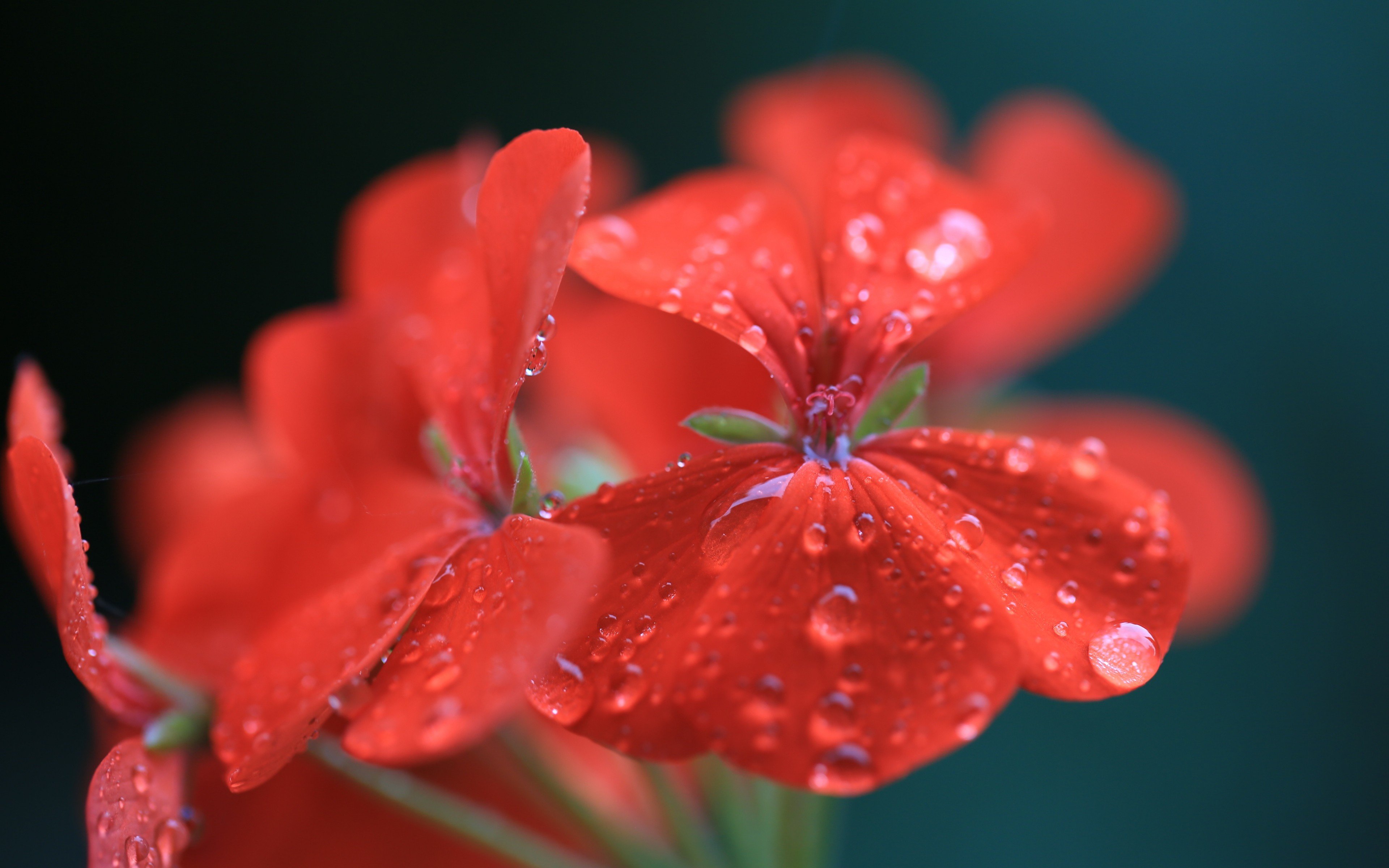 Awesome Geranium free background ID:438249 for hd 3840x2400 PC