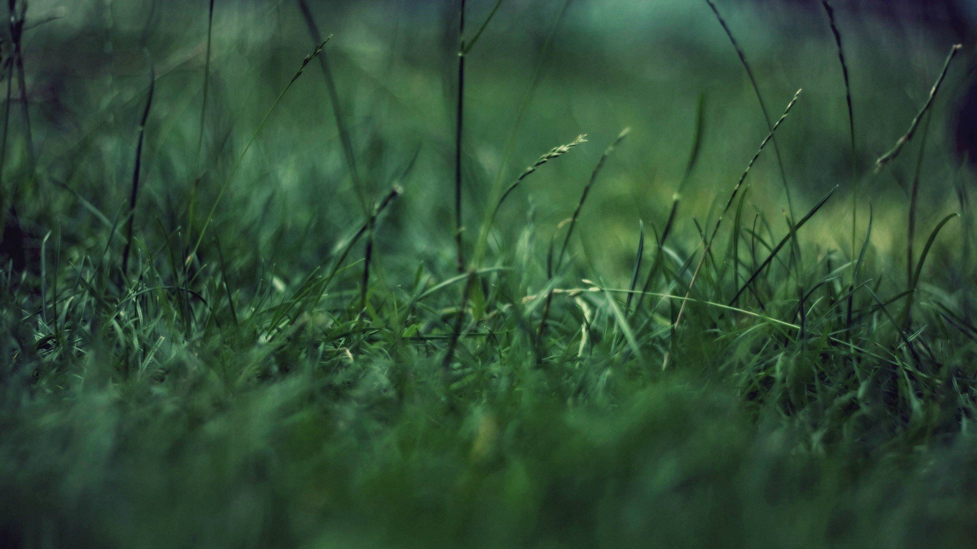 Awesome Grass free wallpaper ID:377909 for hd 1920x1080 desktop