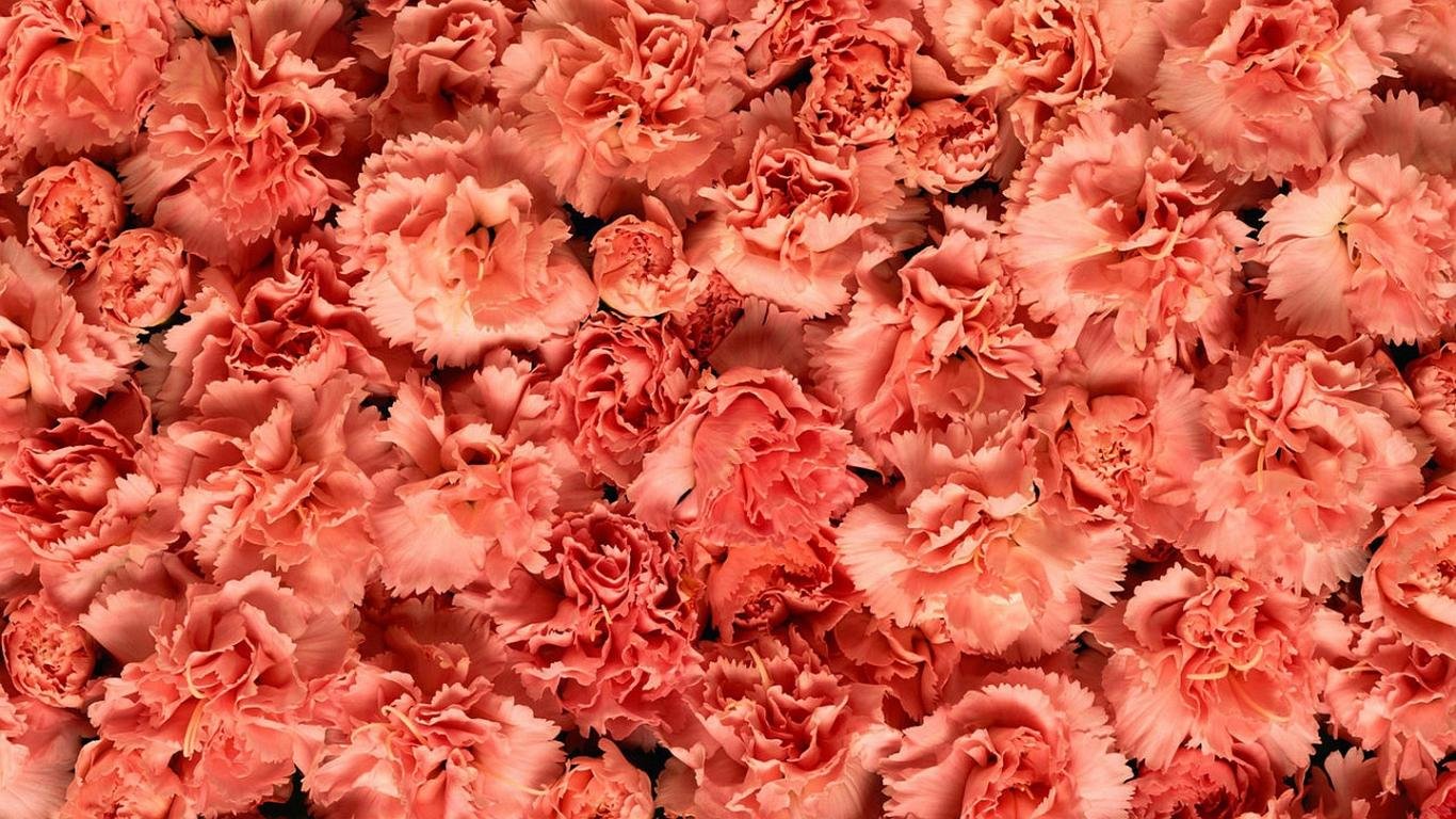 High resolution Carnation hd 1366x768 wallpaper ID:146328 for PC