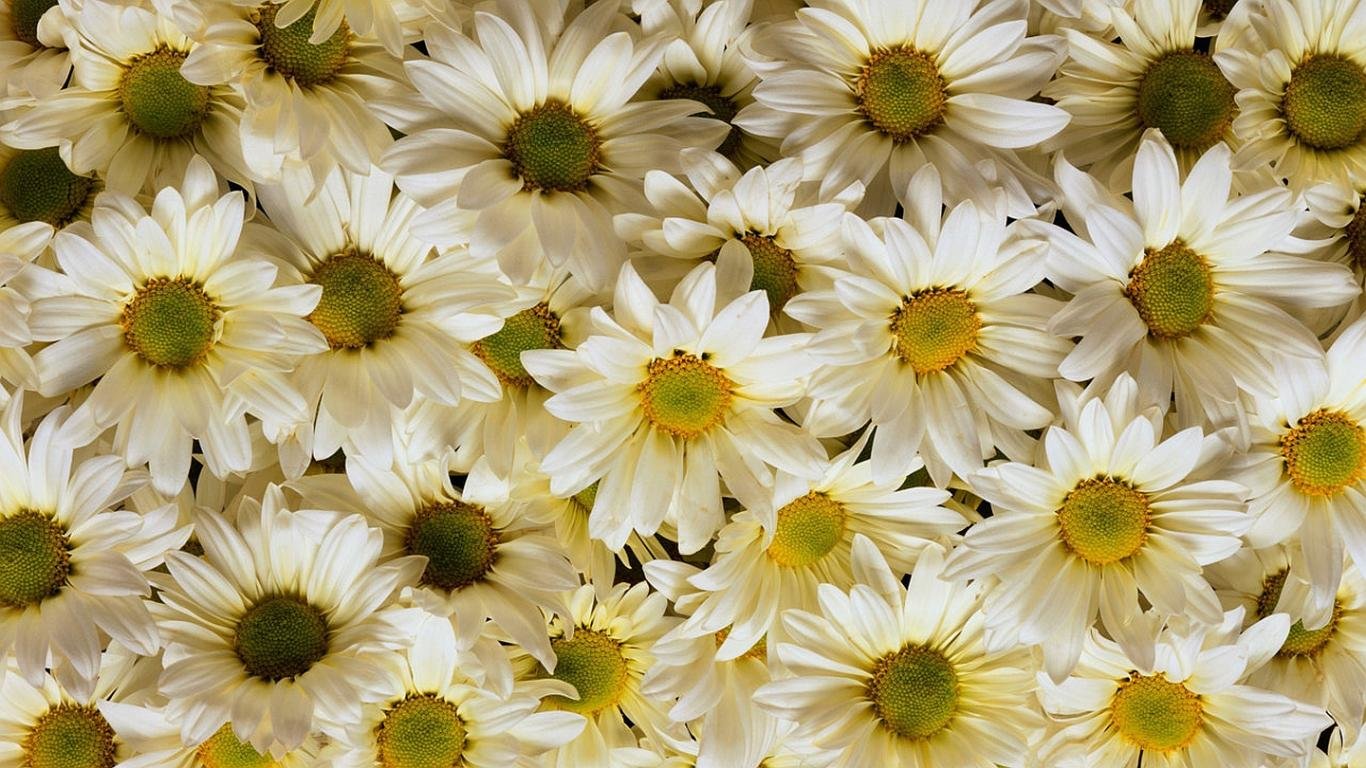 Awesome Daisy free wallpaper ID:363270 for laptop computer