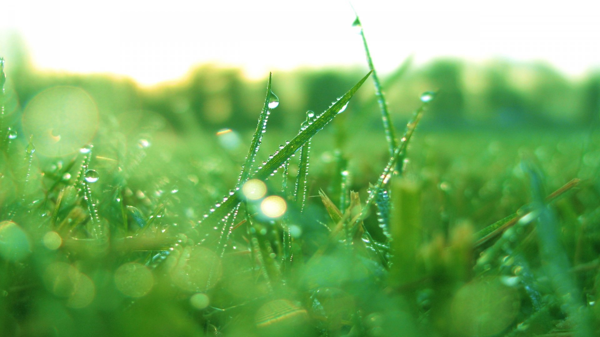 High resolution Grass hd 1920x1080 background ID:377771 for PC
