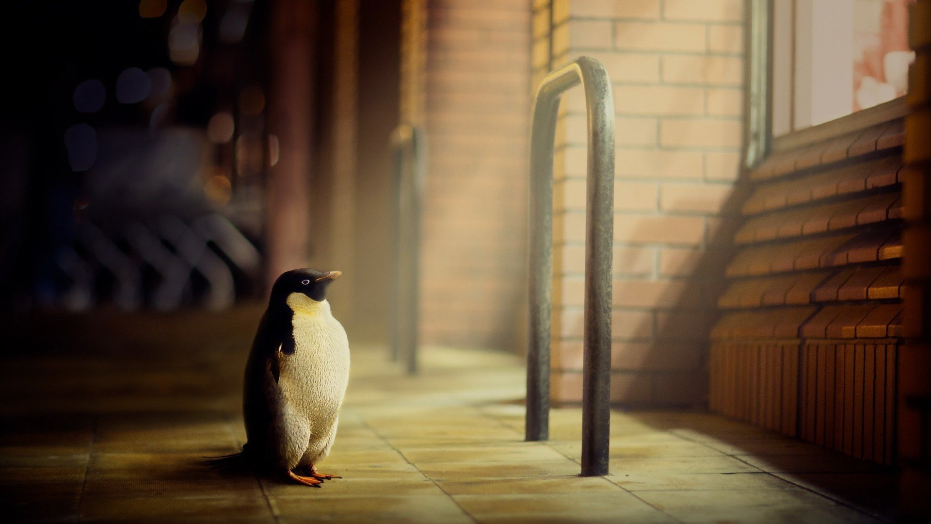 Download full hd Penguin computer wallpaper ID:149375 for free
