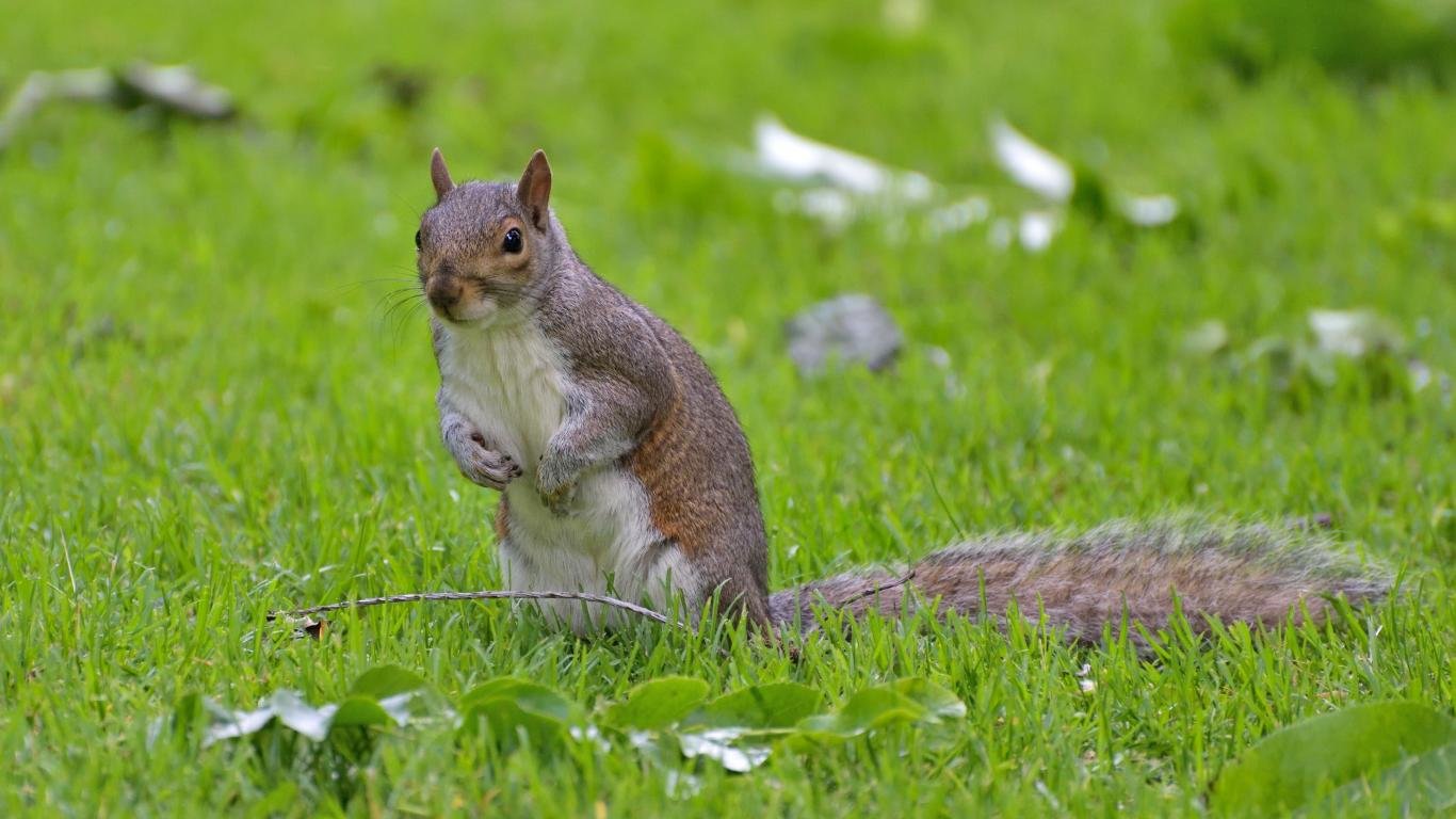 High resolution Squirrel 1366x768 laptop wallpaper ID:311847 for computer