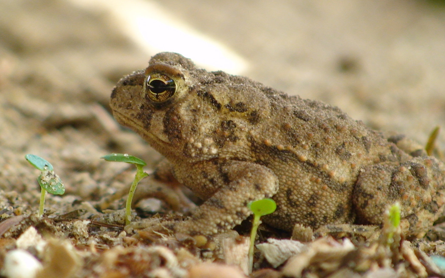 Best Frog wallpaper ID:328734 for High Resolution hd 1440x900 computer