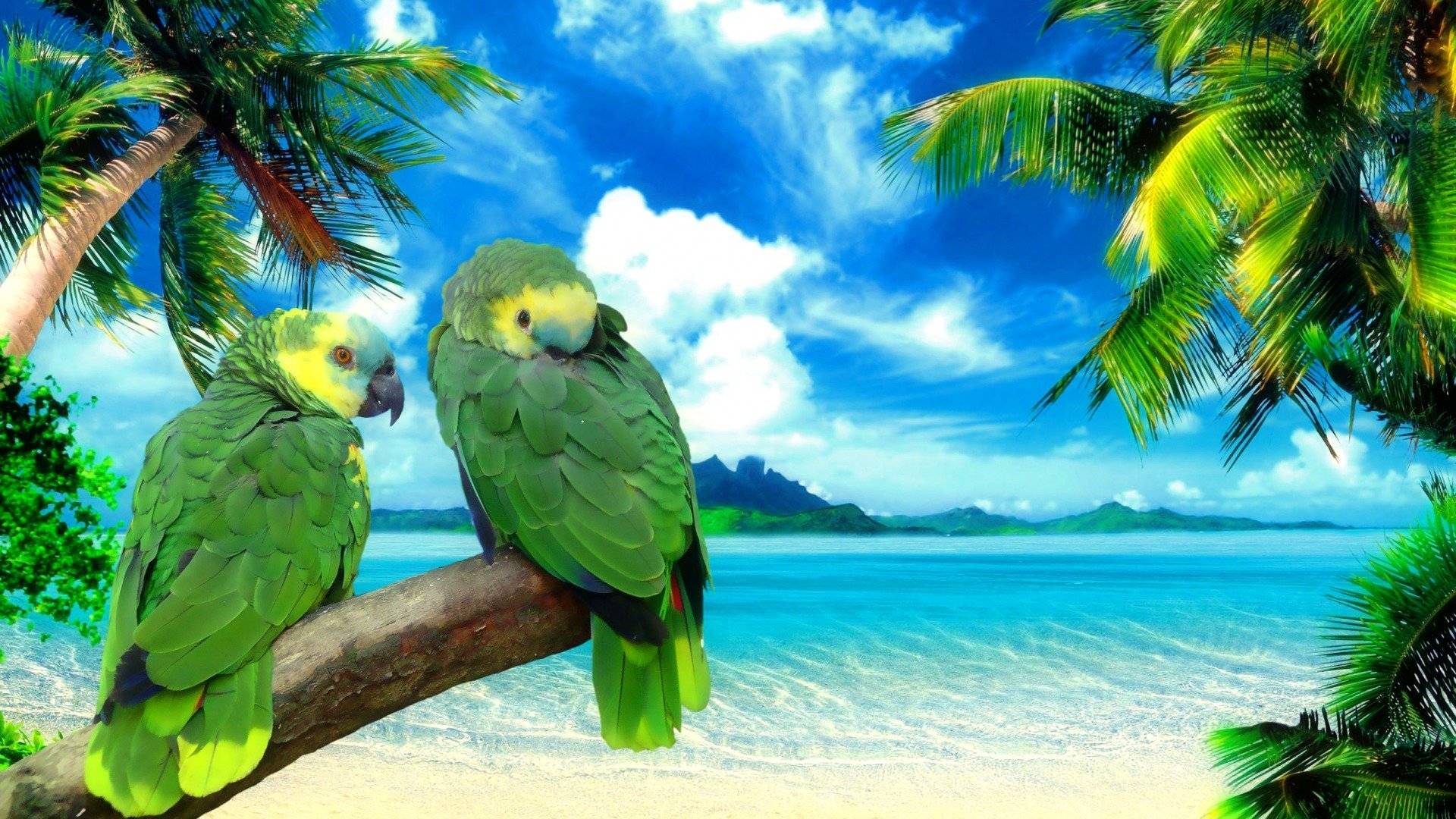 High resolution Parrot 1080p background ID:25826 for computer