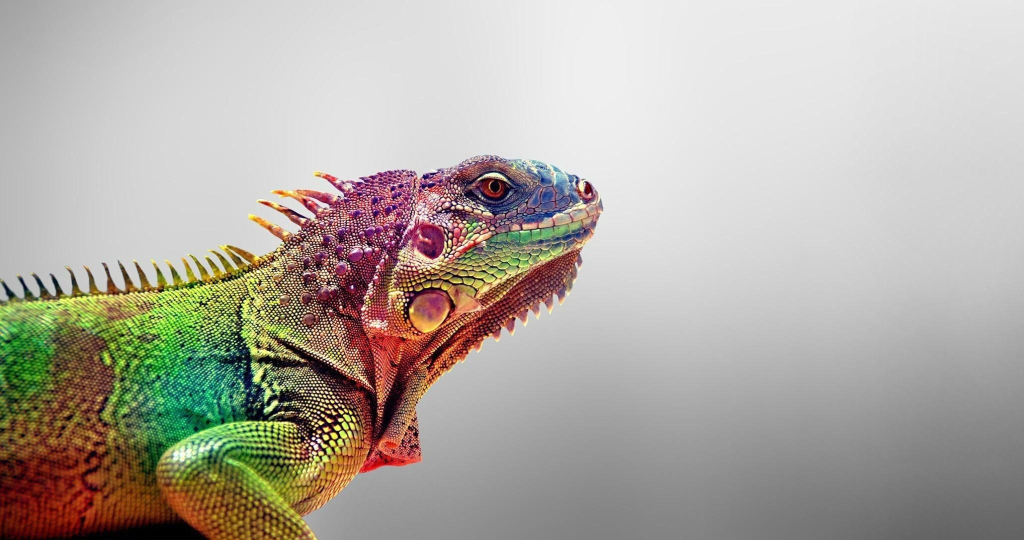 High resolution Chameleon hd 2048x1080 wallpaper ID:462475 for computer