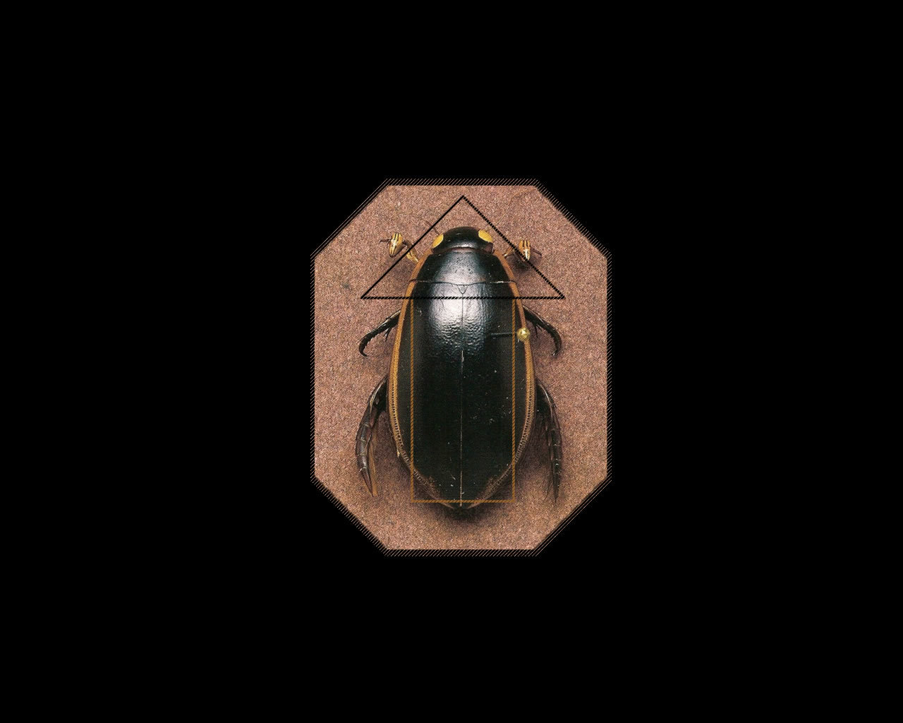 Best Beetle background ID:421533 for High Resolution hd 1280x1024 desktop