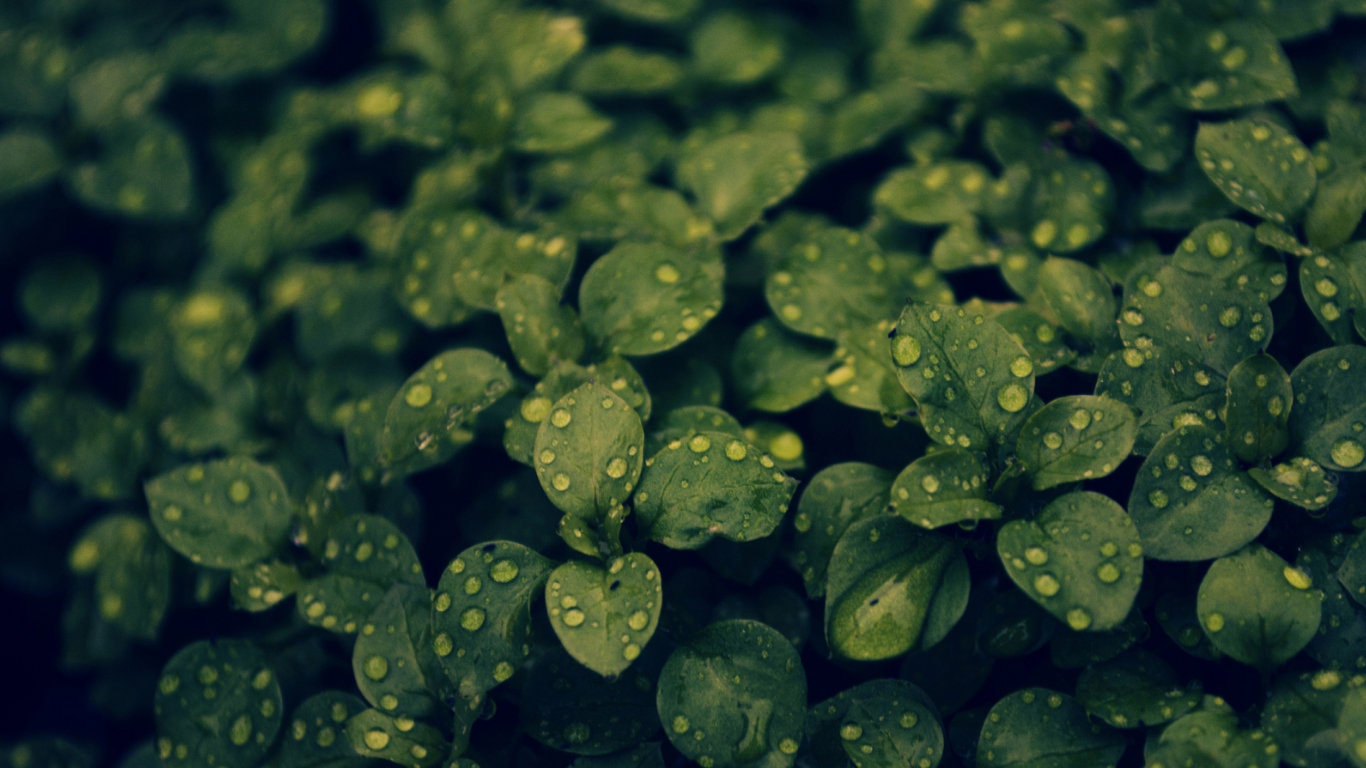 High resolution Plant hd 1366x768 background ID:138710 for PC