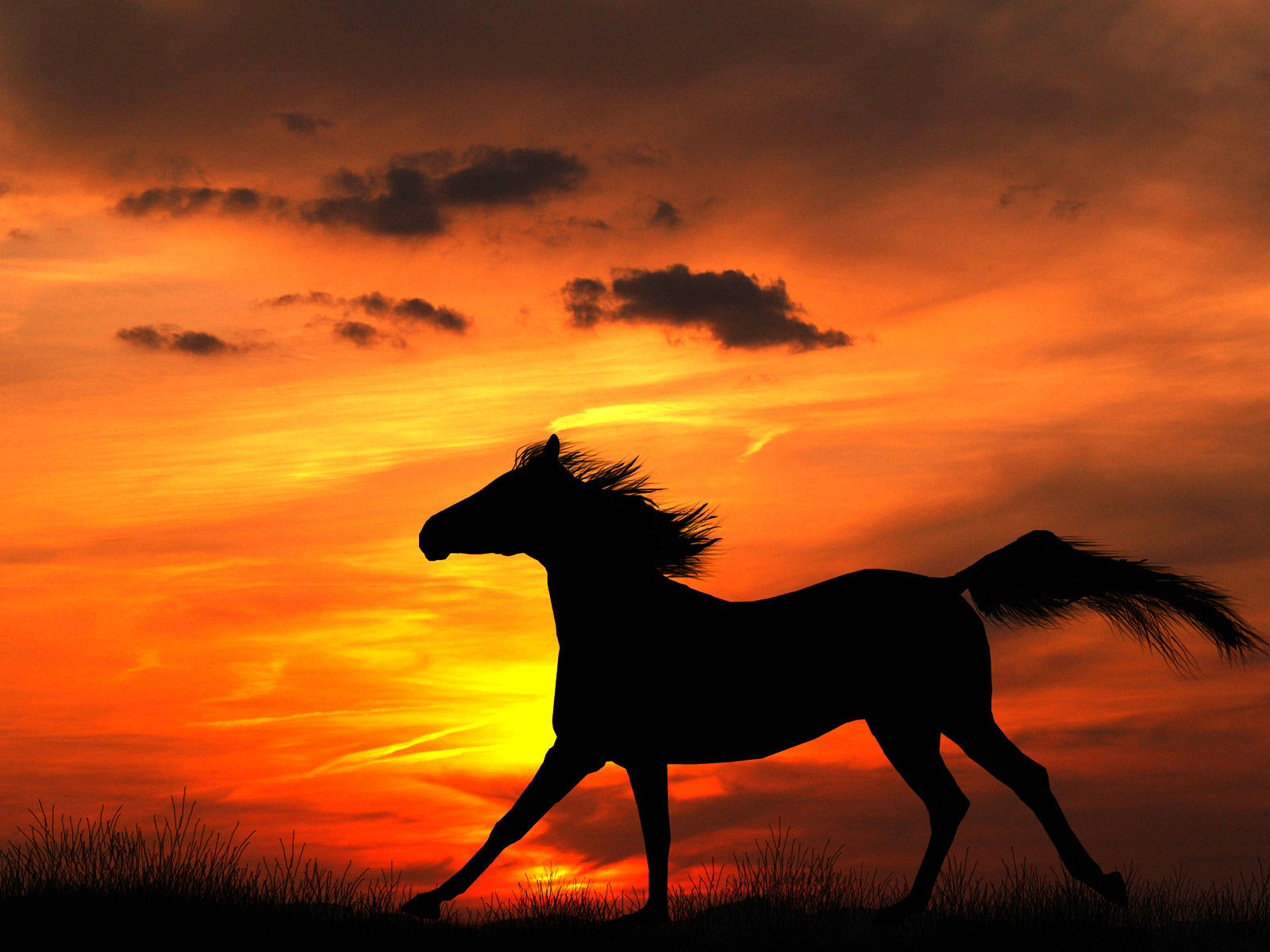 Free download Horse background ID:23503 hd 1600x1200 for computer