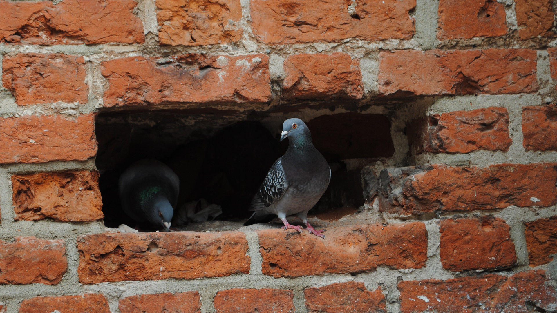 High resolution Pigeon full hd background ID:212334 for PC
