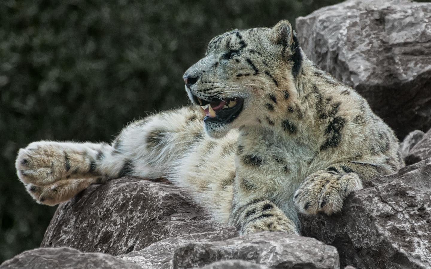 Awesome Snow Leopard free background ID:34550 for hd 1440x900 PC