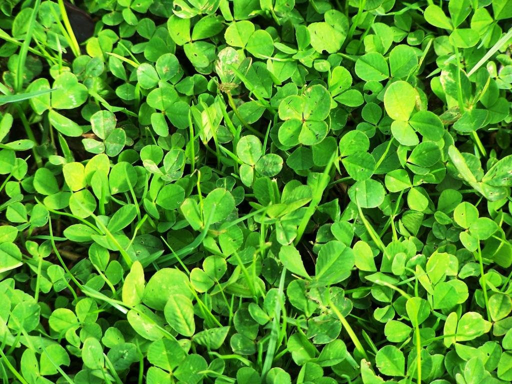 Awesome Clover & shamrock free background ID:65835 for hd 1024x768 desktop