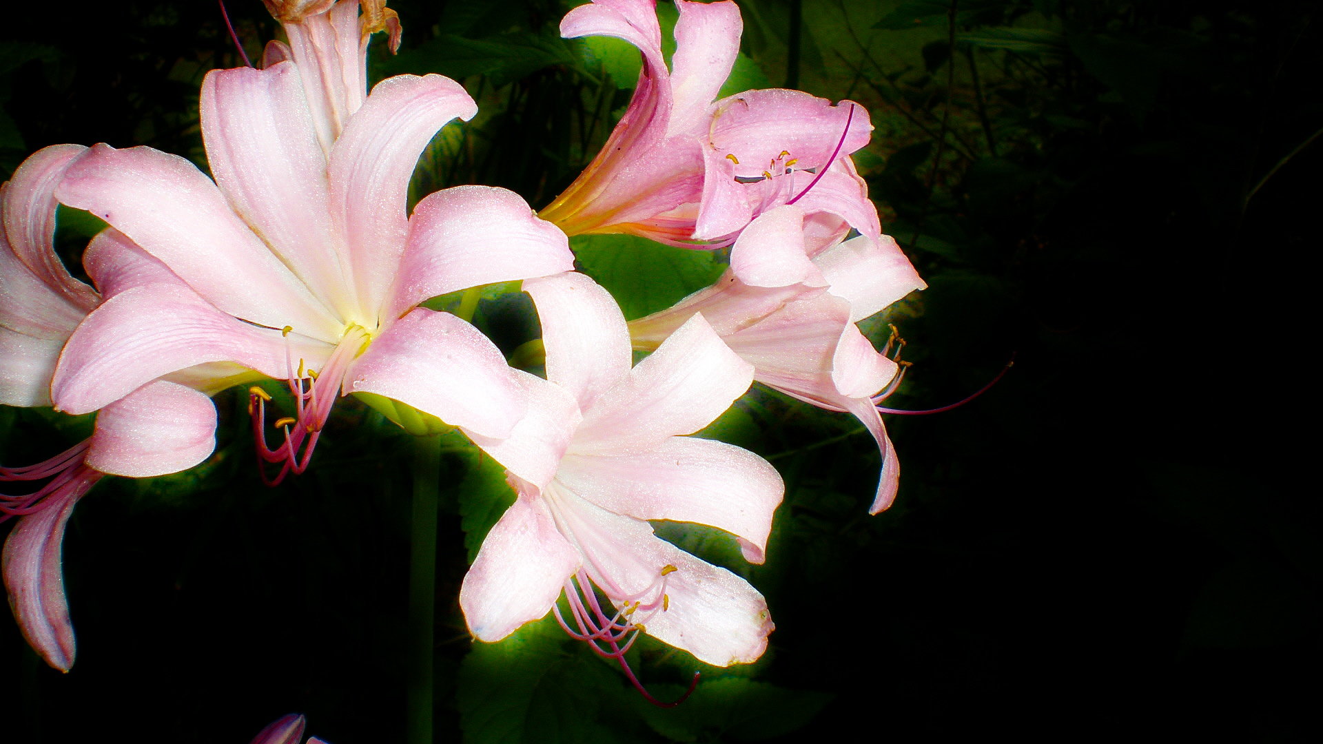 Free download Lily background ID:132016 1080p for computer