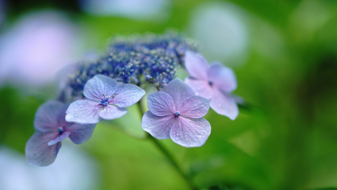 Free Hydrangea high quality background ID:282321 for laptop PC