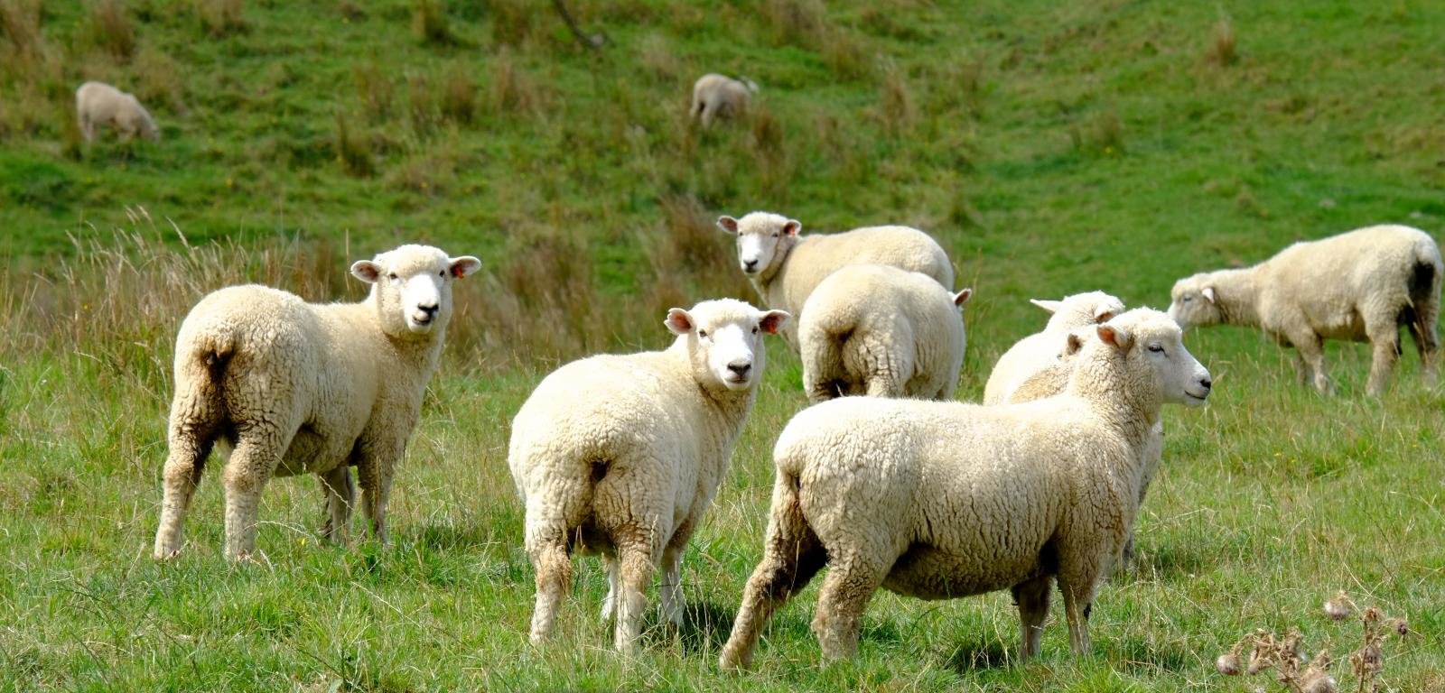 Download hd 1600x768 Sheep PC wallpaper ID:273635 for free