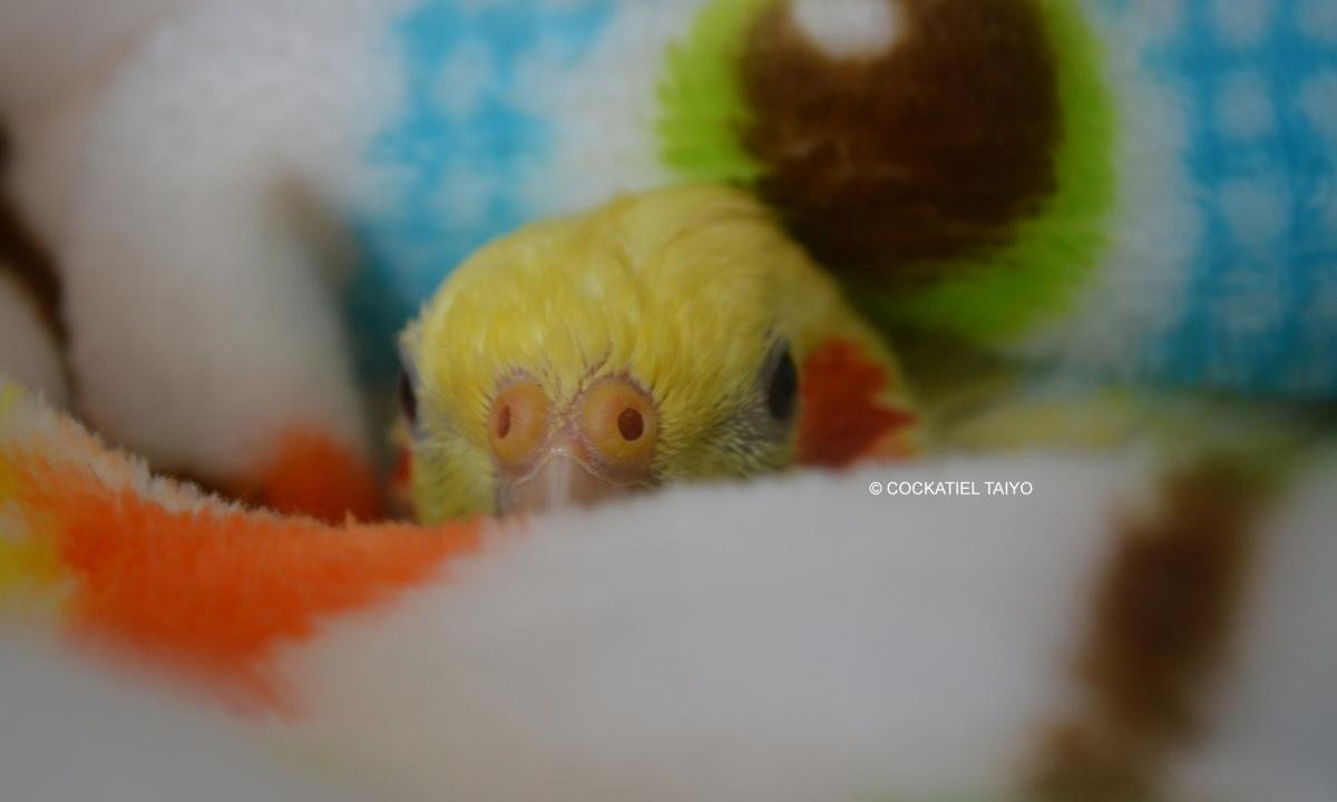 Best Cockatiel background ID:158165 for High Resolution hd 1200x720 PC