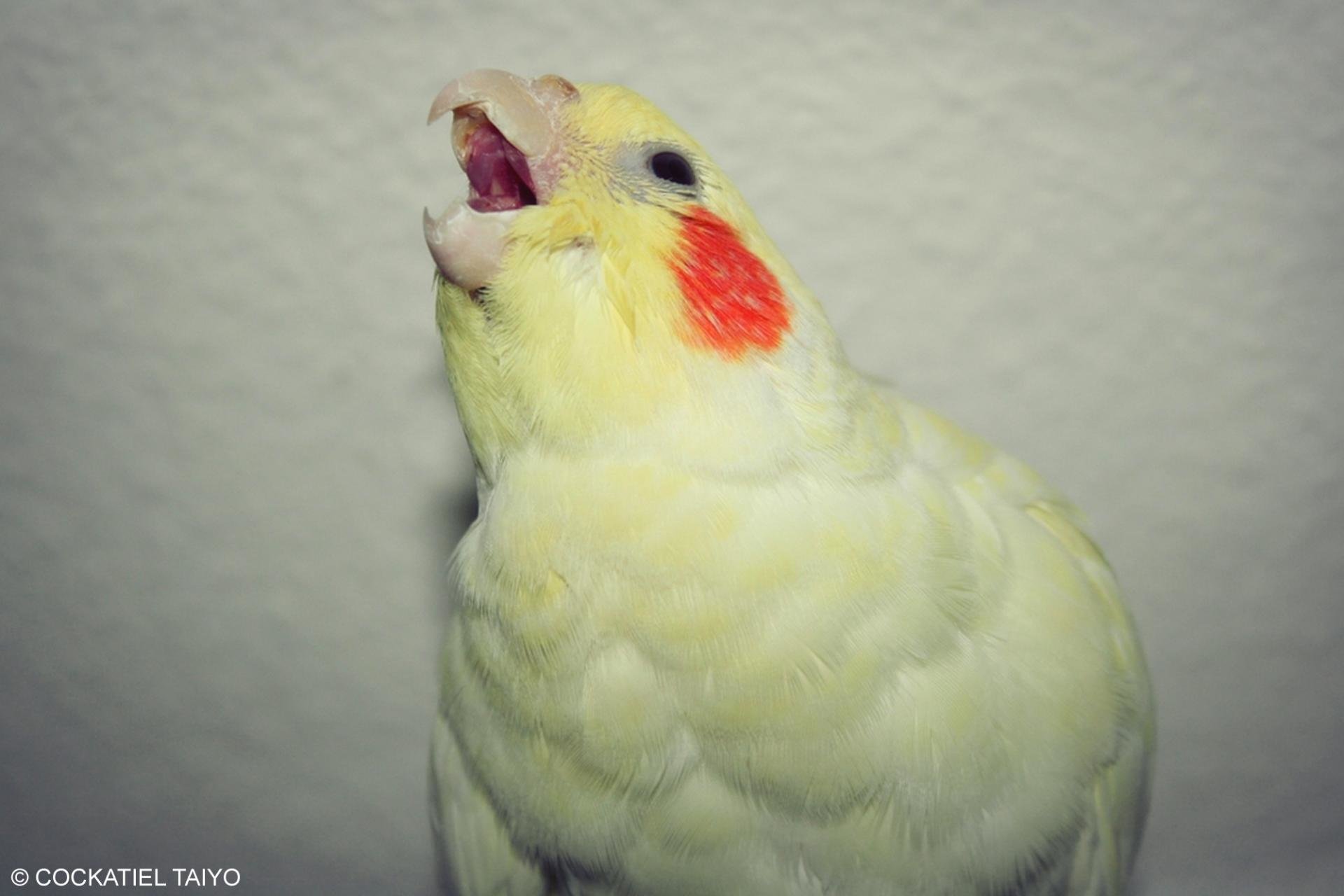 Best Cockatiel background ID:158162 for High Resolution hd 1920x1280 PC