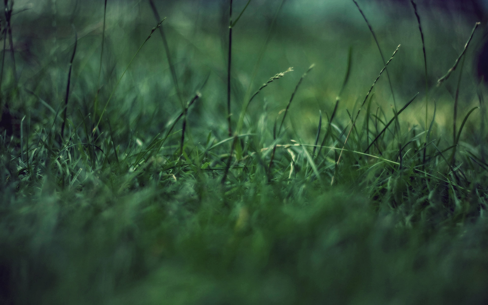 Download hd 1920x1200 Grass desktop background ID:378156 for free