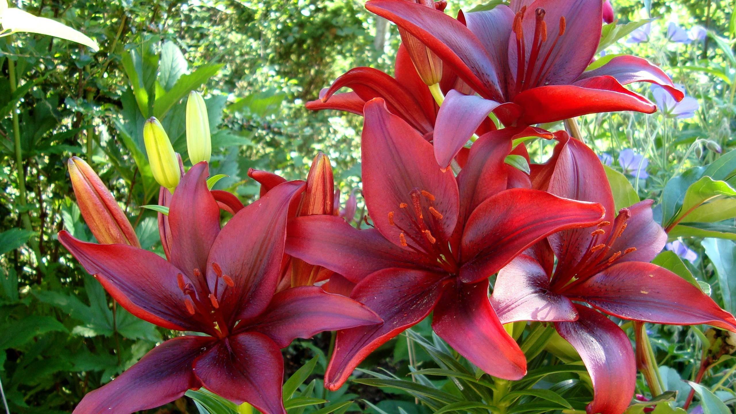 Free download Lily background ID:132158 hd 2560x1440 for PC