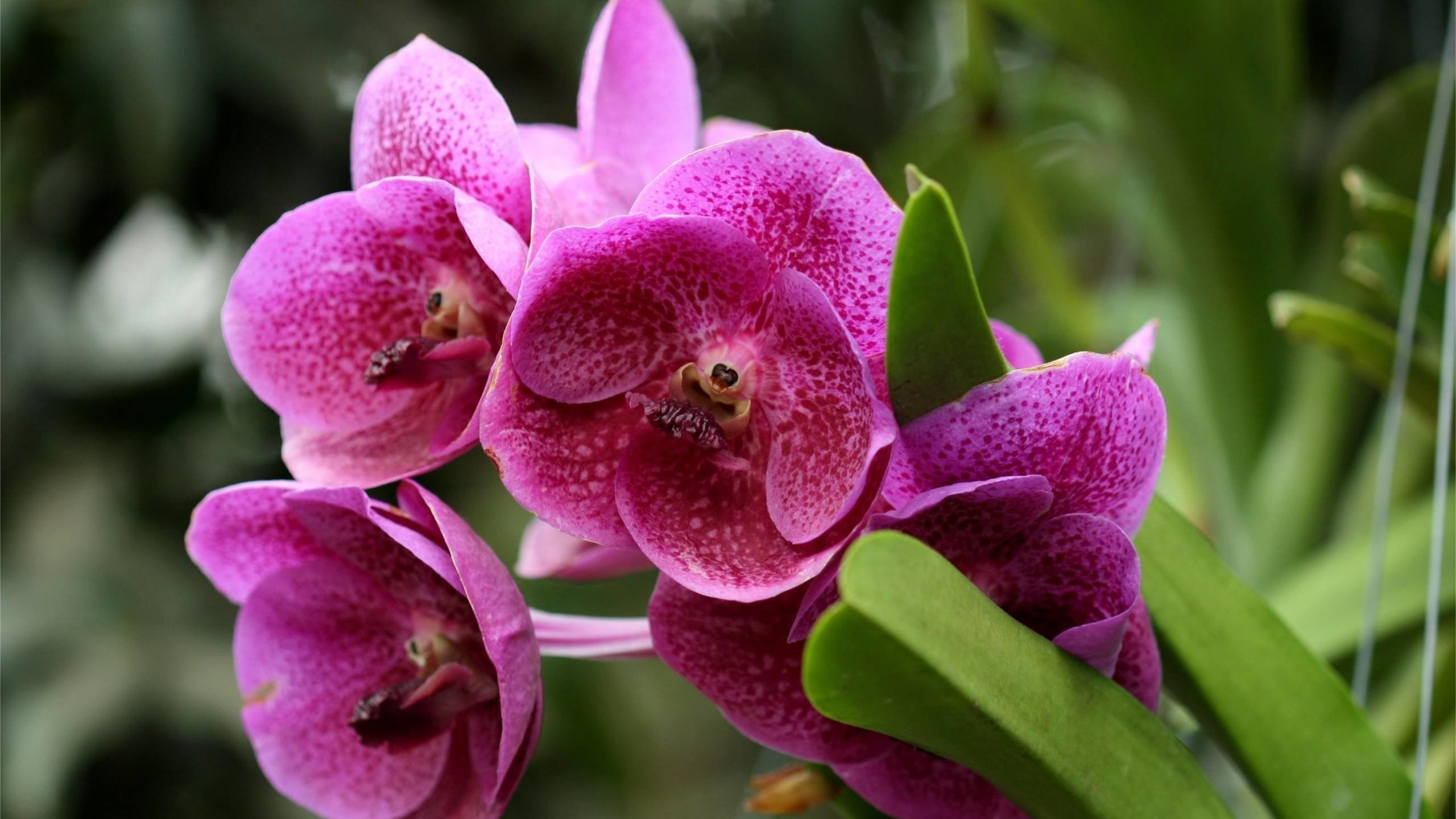 Awesome Orchid free wallpaper ID:449561 for hd 2560x1440 desktop