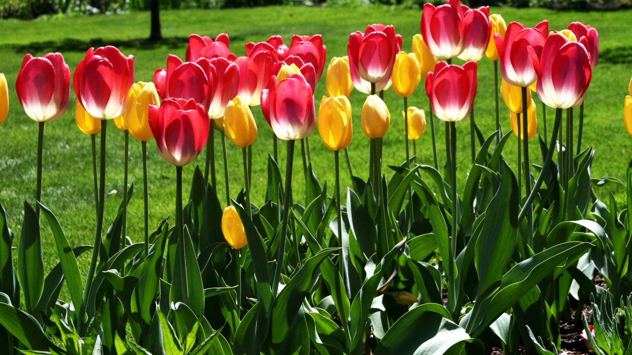 Download hd 2560x1440 Tulip computer background ID:157267 for free