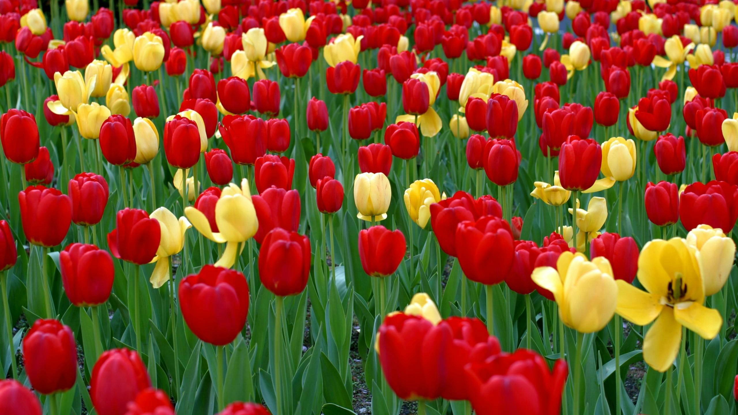 Free Tulip high quality background ID:157880 for hd 2560x1440 computer