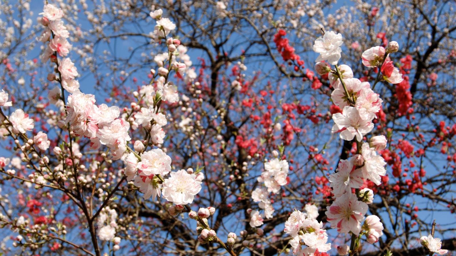 Download hd 1600x900 Blossom computer background ID:333344 for free