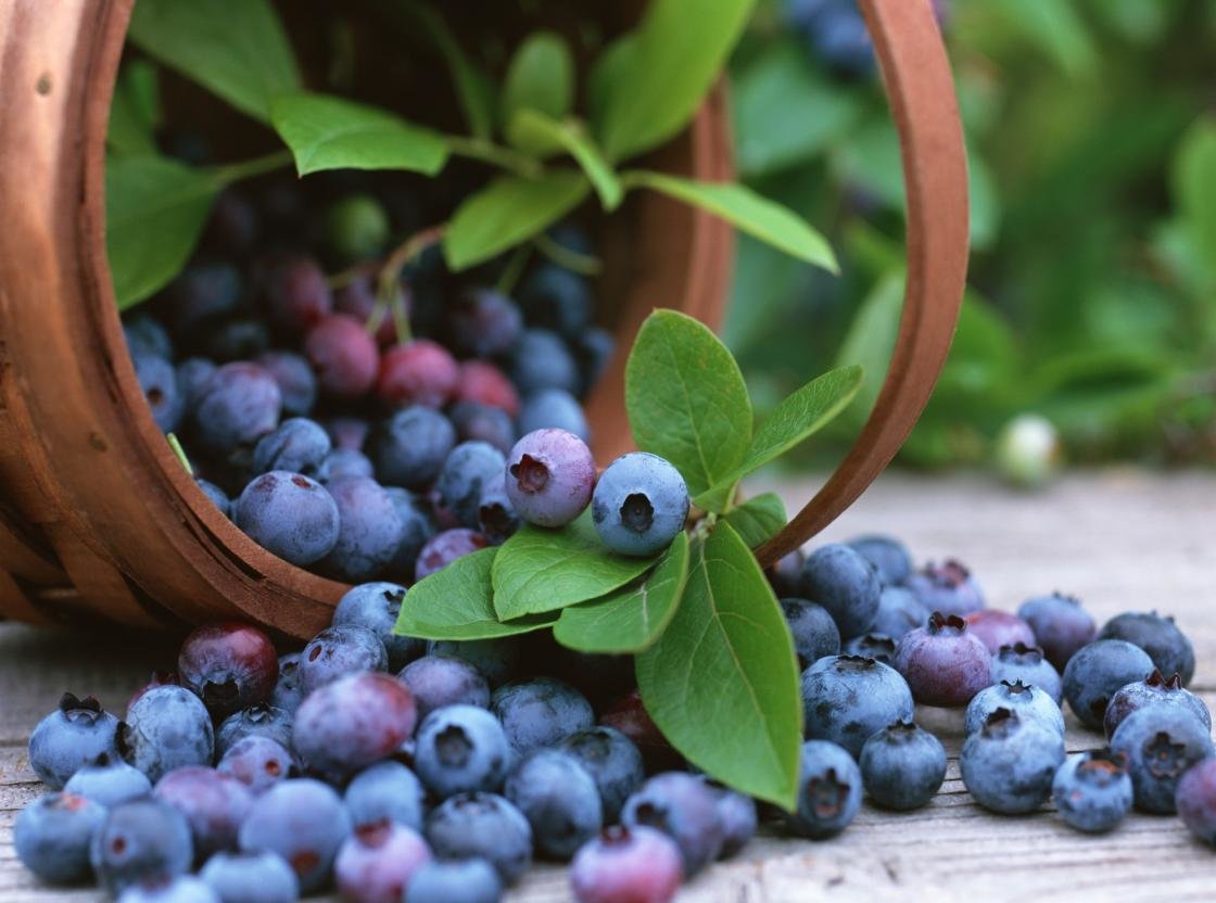 Free download Blueberry wallpaper ID:69050 hd 1120x832 for computer