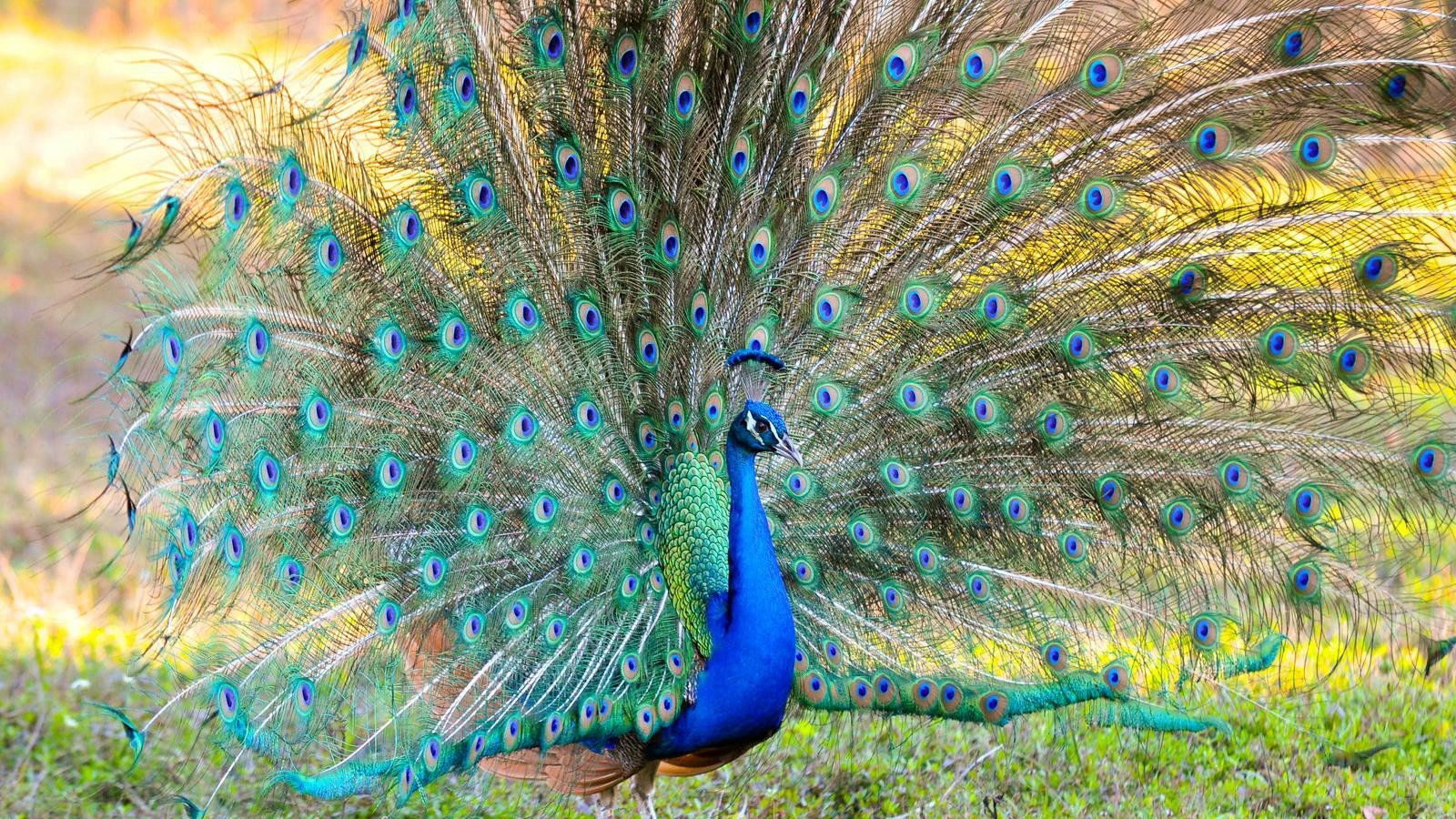 High resolution Peacock hd 1600x900 wallpaper ID:151825 for computer