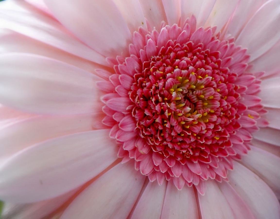 High resolution Gerbera hd 1152x900 background ID:119514 for computer