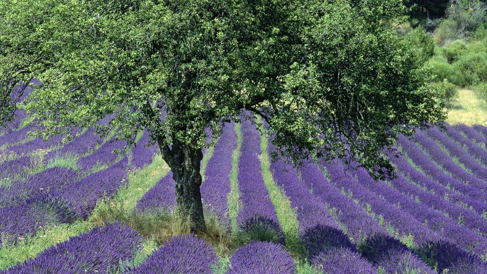 High resolution Lavender full hd 1920x1080 wallpaper ID:67430 for computer