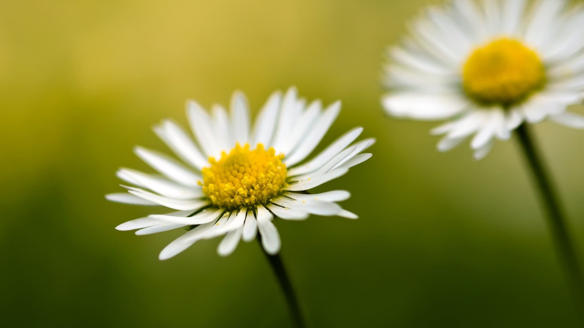Download full hd Daisy desktop background ID:363142 for free