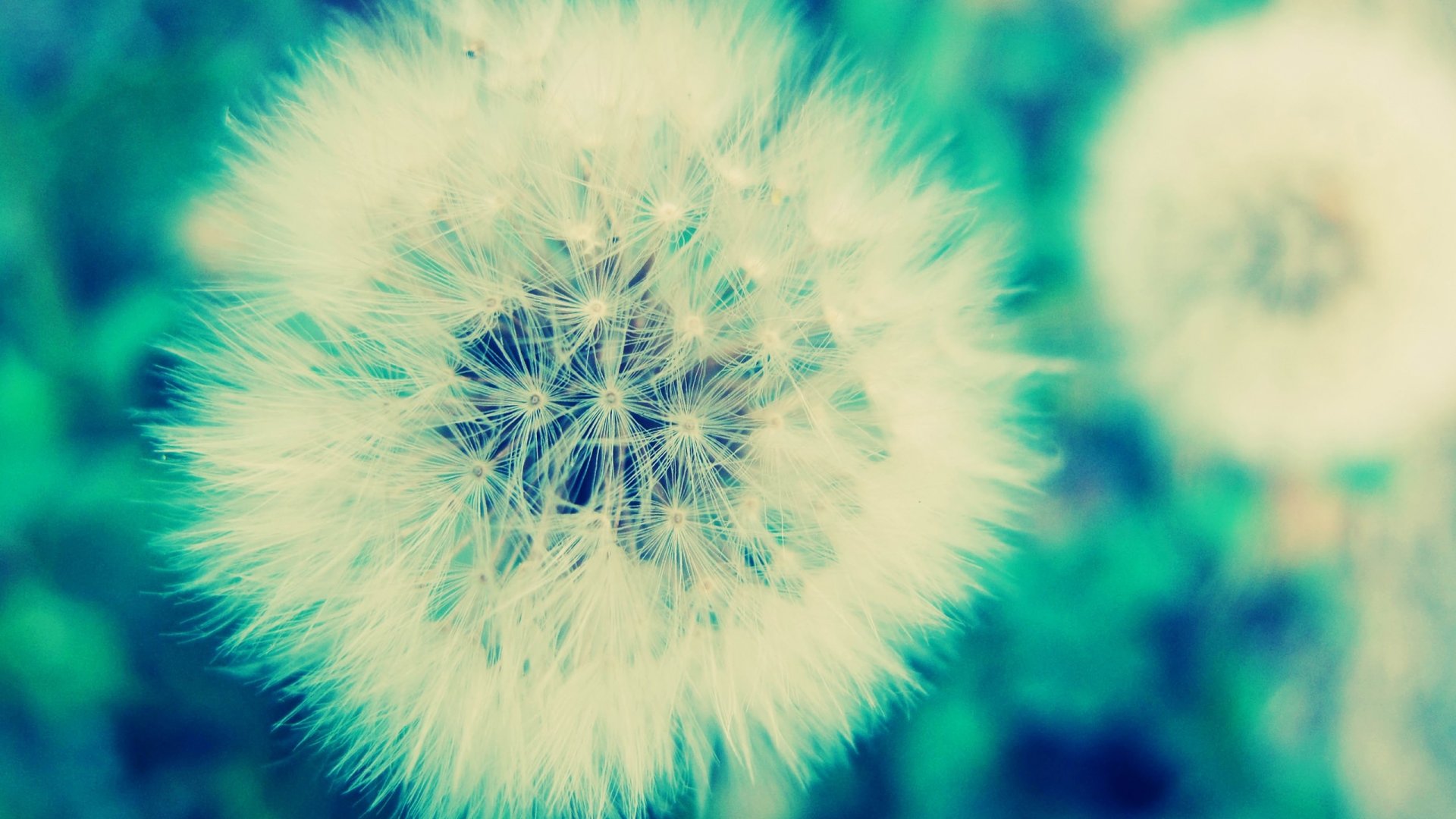 Free download Dandelion wallpaper ID:78057 full hd 1080p for computer