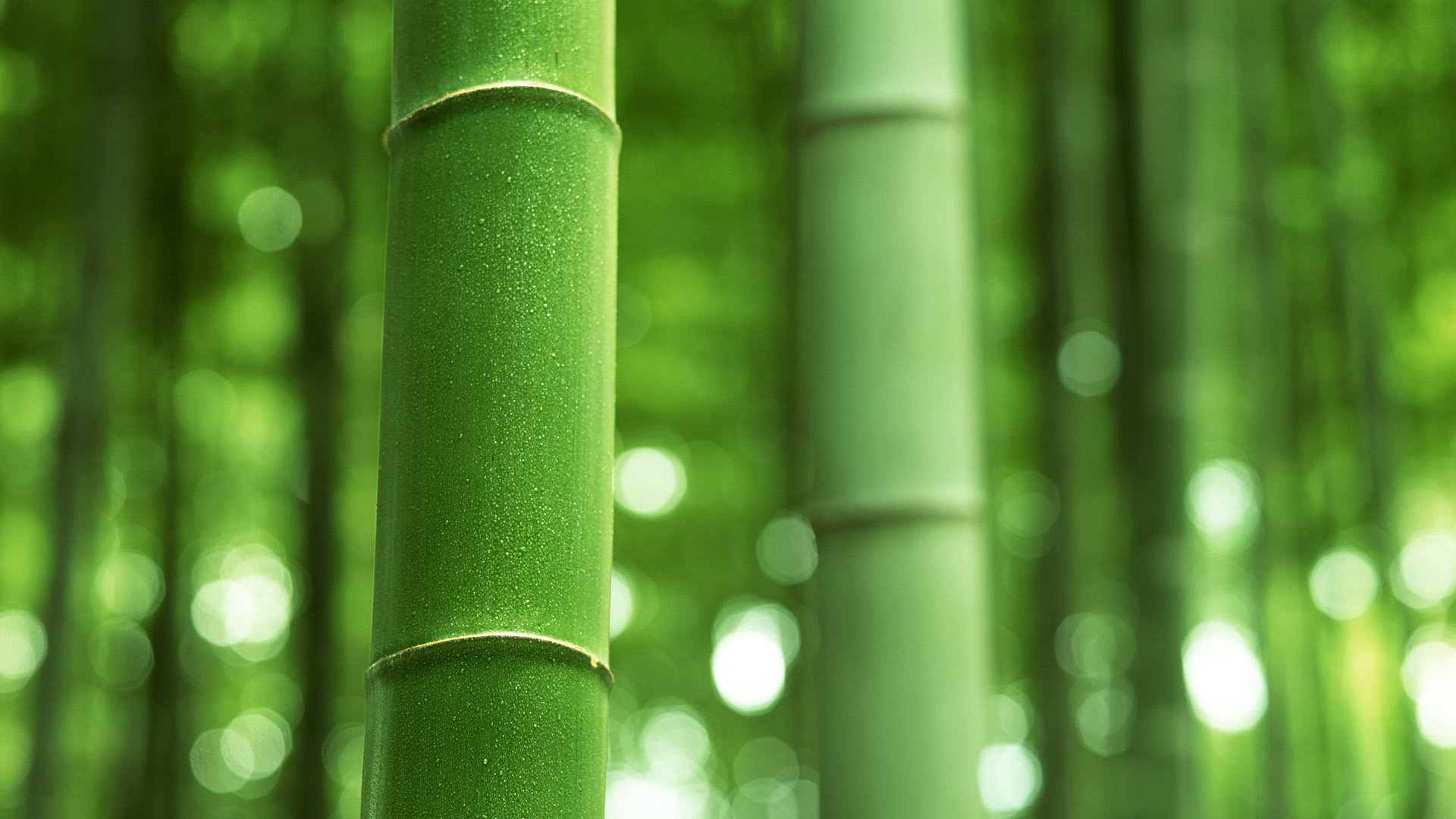 Download full hd 1080p Bamboo desktop background ID:246843 for free