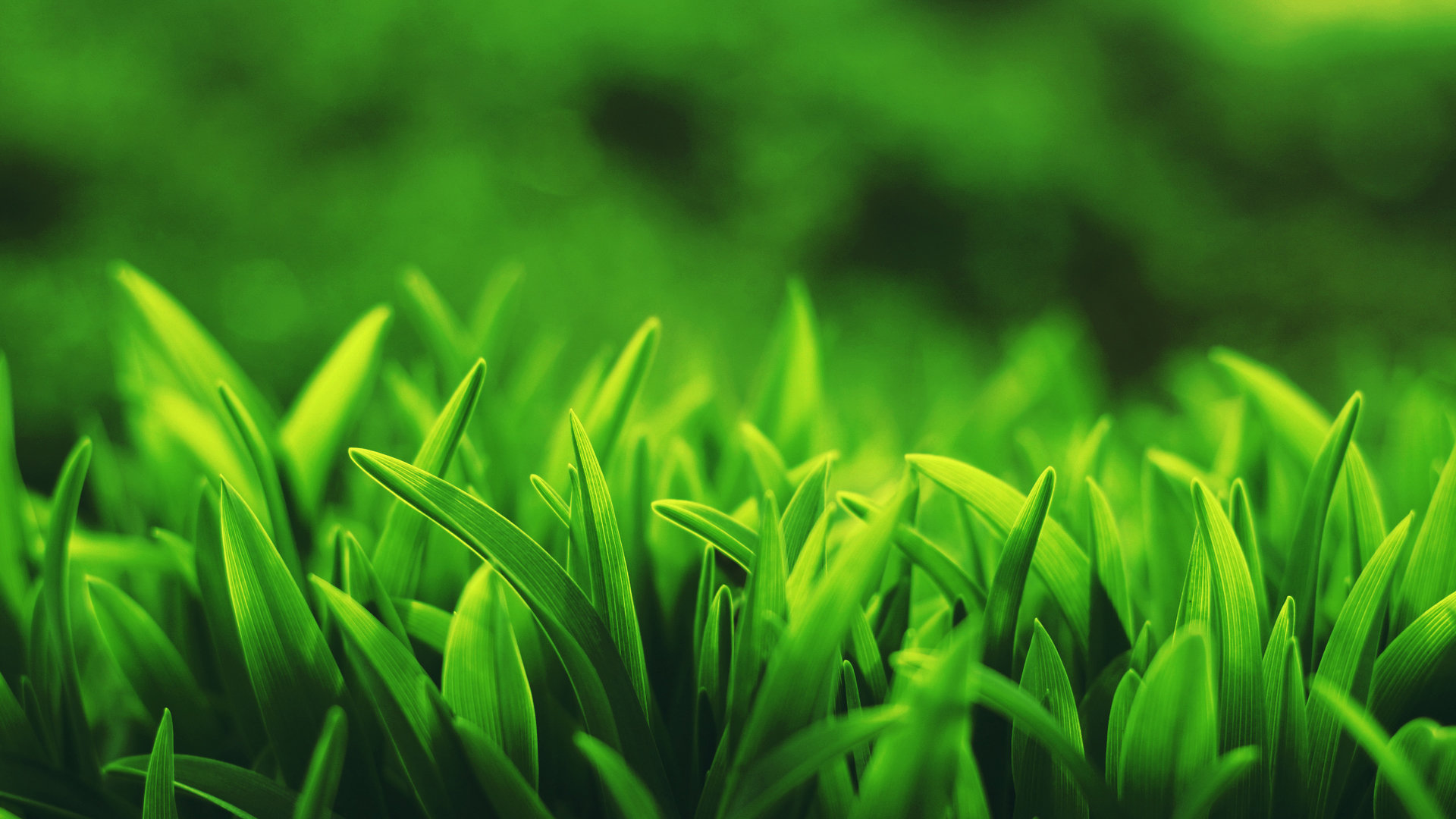 Download hd 1920x1080 Grass computer wallpaper ID:377778 for free