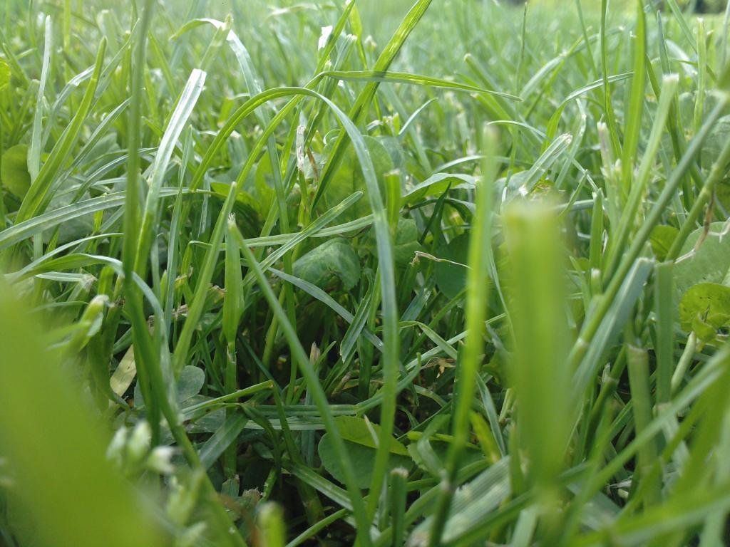 Download hd 1024x768 Grass PC background ID:377779 for free