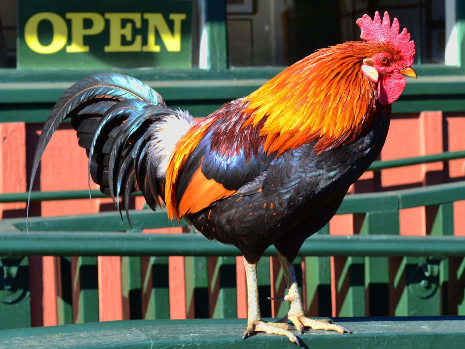 Download hd 1600x1200 Rooster PC background ID:123593 for free