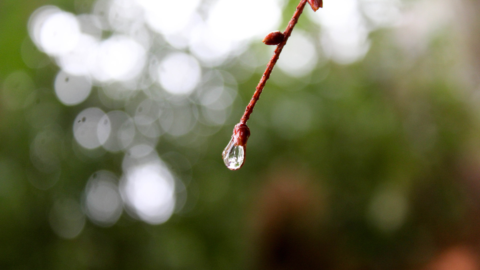 Free Water Drop high quality wallpaper ID:430074 for hd 1080p PC