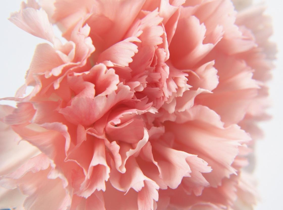 Awesome Carnation free background ID:146327 for hd 1120x832 PC